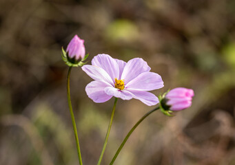 Obraz premium Delicate purple cosmos flower blooming in the garden