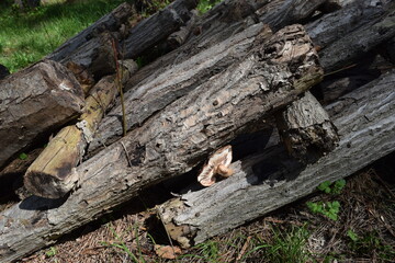 キノコの原木栽培