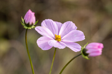 Fototapeta premium Delicate purple cosmos flower blooming in the garden