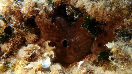 Kidney sponge (Chondrosia reniformis) undersea, Aegean Sea, Greece, Alonissos island, Chrisi Milia beach