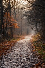 Obraz premium Misty forest path with fallen leaves. Autumn landscape with sunlight and shadows in a woodland