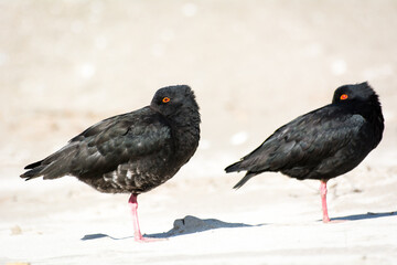 closeup of variable oystercatcher isolated against out of focus beach scene