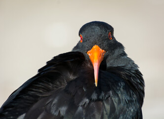 closeup of variable oystercatcher isolated against out of focus beach scene