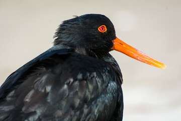 closeup of variable oystercatcher isolated against out of focus beach scene