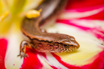 New Zealand striped skink resting on colorful flower