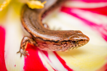 New Zealand striped skink resting on colorful flower