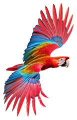 Fototapeta premium PNG A flying red macaw bird parrot colorful wildlife.