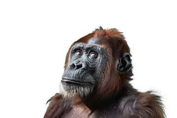 Obraz premium Close up of an ape