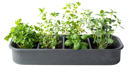 Fototapeta premium Plant pot on white background