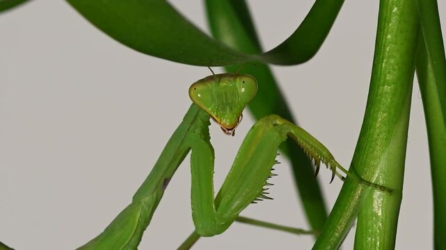 Close up of green colored praying mantis on green plant. White background.