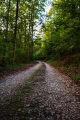 a road in a forest, a small gravel path leading into the distant woods.