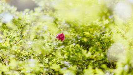 grass with dew drops