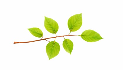 Obraz premium Branch of Five Intricate Green Leaves