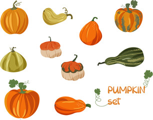 Ripe pumpkins of different varieties and sizes. Set of pictures. Cozy autumn. Good harvest. Vector illustration. Vector illustration