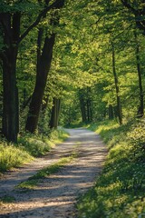 Fototapeta premium Sunlit Pathway Through Lush Green Forest, Nature Trail, Walk, Relaxation