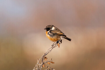 The European stonechat (Saxicola rubicola)