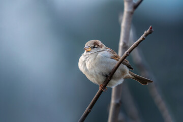 Sparrow perched on a tree branch