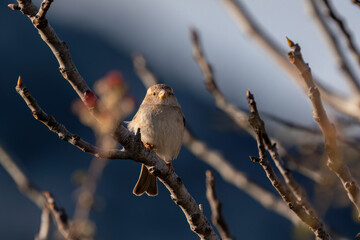 Sparrow perched on a tree branch