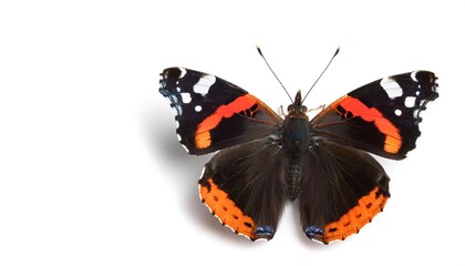 Vanessa atalanta, the red admiral or admirable is a medium sized butterfly with black wings, red bands, and white spots. Isolated on white background with copy space