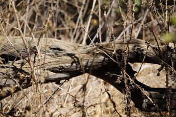 dead tree trunk in the forest dry nature global warming
