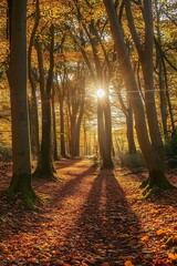 Sun shining through trees in autumn forest with path leading into woods, nature photography