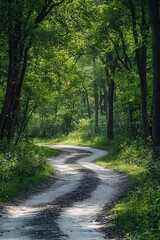 Obraz premium Winding dirt road through lush green forest with dappled sunlight