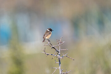 The European stonechat (Saxicola rubicola)..