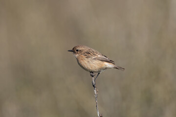The European stonechat (Saxicola rubicola)..