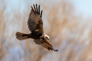Western Marsh Harrier flies free in the sky