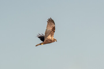 Western Marsh Harrier flies free in the sky