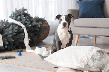 Cute Staffordshire Terrier with mess at home on Christmas eve