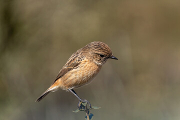 The European stonechat (Saxicola rubicola)..