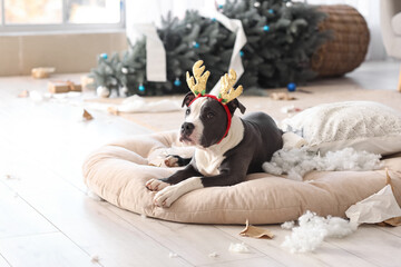 Naughty Staffordshire Terrier in reindeer horns with torn pillow at home on Christmas eve