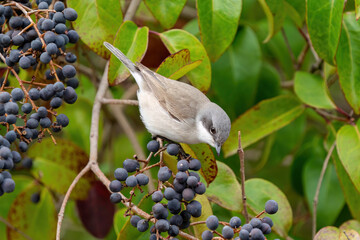 Lesser whitethroat feeds on wolfberry
