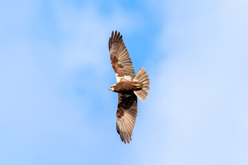Obraz premium Western Marsh Harrier flies free in the sky