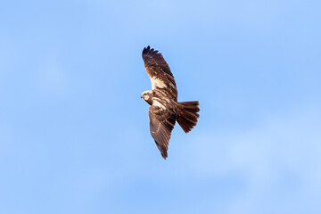 Western Marsh Harrier flies free in the sky