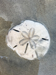 seashell with flower drawn on the seashore