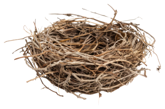 PNG Empty bird nest on white