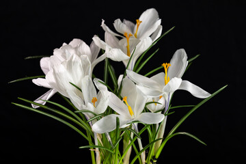 White crocuses blooming on black background
