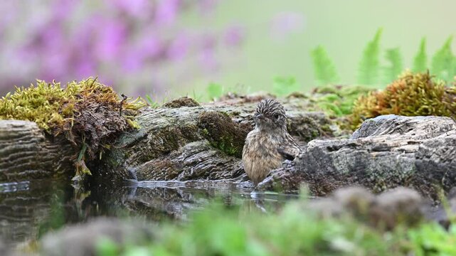 Small bird bathing in a puddle in the woods. European Stonechat, Saxicola rubicola