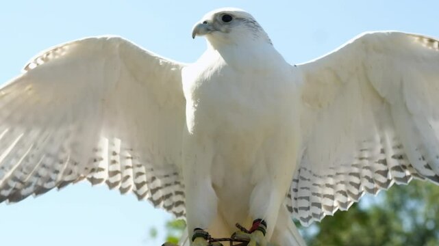 Siberian Goshawk