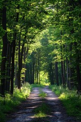 Fototapeta premium Sun rays shining through trees in a green forest. Woodland path, nature background, and scenery