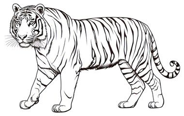 Fototapeta premium PNG Tiger sketch wildlife drawing.