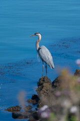 Egret