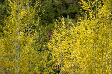 Close up view of boreal forest in Alberta with fall coloured aspen (Populus tremuloides) tree leaves at Emerald Lake, Yoho National Park.