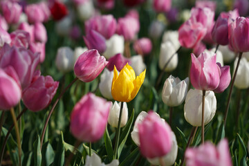 Beautiful and Colorful Tulips