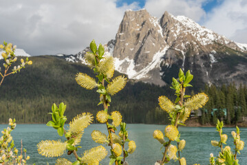 Stunning nature scenes at Emerald Lake, Yoho National Park during summer time with view on turquoise water, huge mountain peak and boreal forest of Canada in the wilderness area, immense beauty. 