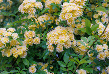 Pale yellow Rosa banksiae, Lady Banks' rose, or Banks' rose blooming