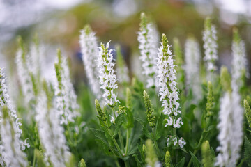 Beautiful white salvia nemorosa flowers close up in a garden