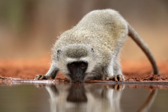 Vervet Monkey (Chlorocebus pygerythrus), adult, drinking, at the water, Kruger National Park, Kruger National Park, Kruger National Park South Africa
